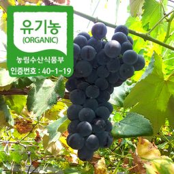 유기농포도