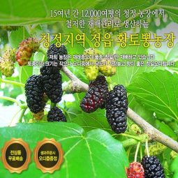 [2025년 햇오디](실속형)재래종오디5kg+오디즙1포