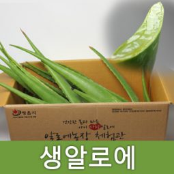 생 알로에 1kg