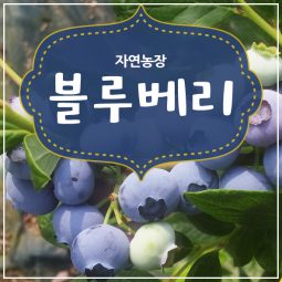 2025년블루베리(생과)2kg/3kg