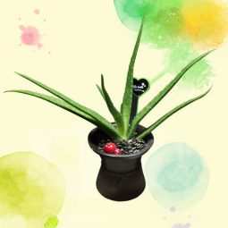 알로에묘목 1그루