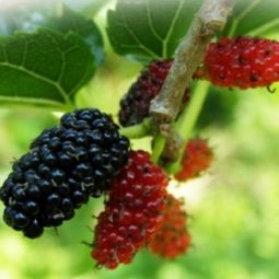 [2025년 햇오디](실속형)재래종오디5kg+오디즙1포