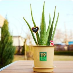 119 알로에 화분세트(직접 키우는 반려식물)