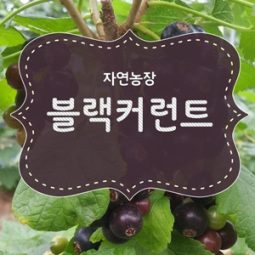 2024년블랙커런트5kg/10kg