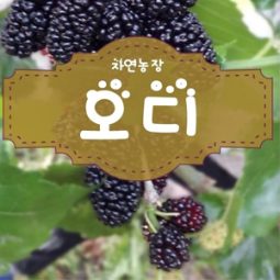 2025년 오디5kg/10kg(과상2호)