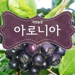 2025년아로니아 5kg/10kg(냉과)