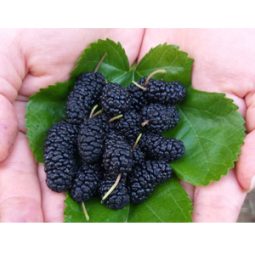 2025년 (특품)재래종 햇 오디5kg/10kg