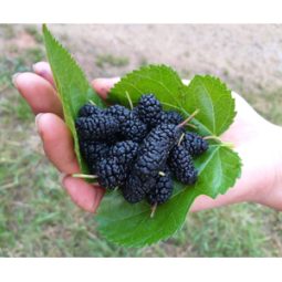 2025년 (일반)재래종 햇 오디5kg/10kg