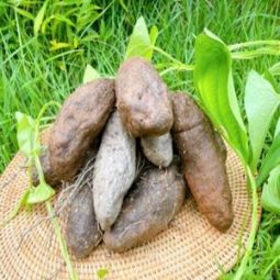 (열대둥근마) 꼬마 1kg,3kg,5kg