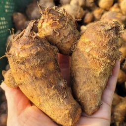 [황토 햇토란]국산토란 흙토란 생토란 알토란 피토란 토란알 혼합형