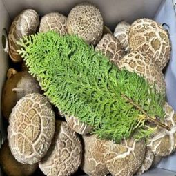 건강한 식탁 이룬농산 표고선물세트