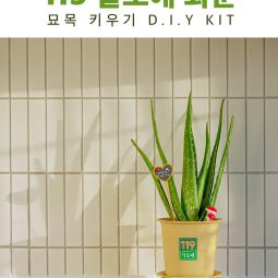 119알로에화분 (체험키트1세트)