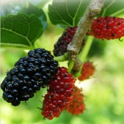 [2025년 햇오디](실속형)재래종오디10kg+오디즙1포