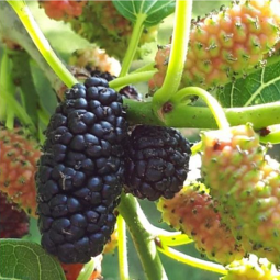 [2025년 햇오디](최상품)재래종오디10kg+오디즙5포