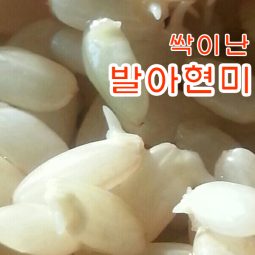 [발아현미] 현미에 씩이 났어요! 백미처럼 식감이 부드러운 현미
